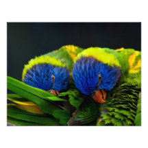 Lorikeets Personalized Invite