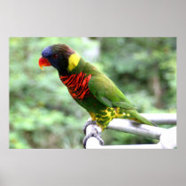 Lory Poster