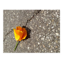 Lost Flower postcards