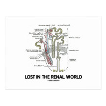 Lost In The Renal World (Kidney Nephron) Post Cards