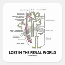 Lost In The Renal World (Kidney Nephron) Square Stickers