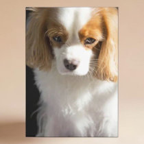 Lost In Thought Cavalier King Charles Spaniel Card