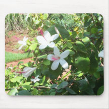 Lots of white hibiscus Mousepad