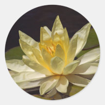 Lotus At The Reflecting Pond In Balboa Park Stickers