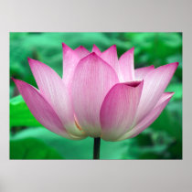 Lotus Blossom Posters