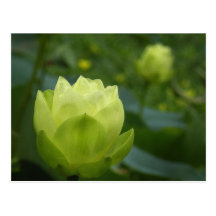 Lotus Buds Postcard