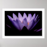 Lotus Dawn Posters