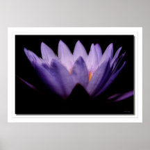 Lotus Dawn Posters