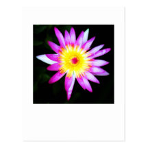 Lotus flower 2 postcard