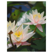 Lotus flower and meaning full color flyer