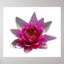 Lotus flower and meaning poster