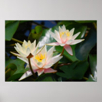Lotus flower and meaning print