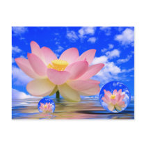 Lotus Flower Born in Water