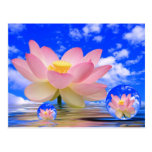 Lotus Flower Born in Water Postcards
