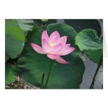 Lotus flower greeting card