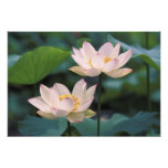 Lotus flower in blossom, China Photograph