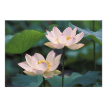 Lotus flower in blossom, China Photograph