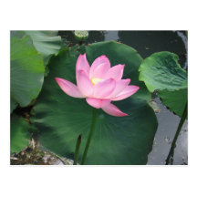 Lotus flower post card