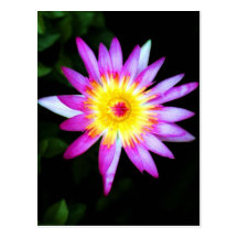 Lotus flower postcard
