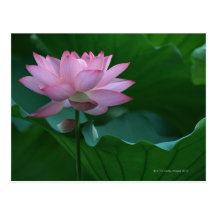 Lotus flower postcards