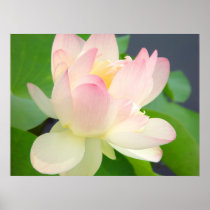 lotus flower poster