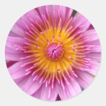 lotus  flower round sticker