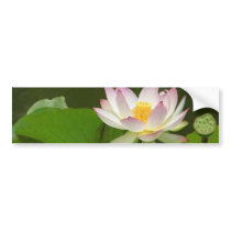 Lotus Flowers Ponds Bumper Stickers