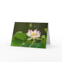 Lotus Flowers Ponds Cards