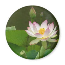 Lotus Flowers Ponds Magnet
