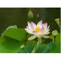 Lotus Flowers Ponds Photo Cut Outs