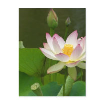 Lotus Flowers Ponds Post Card