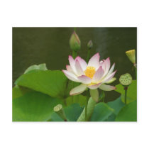 Lotus Flowers Ponds Post Cards