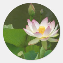 Lotus Flowers Ponds Stickers