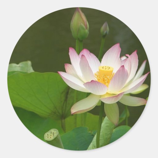 Lotus Flowers Ponds Stickers