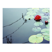 Lotus on Water Post Card