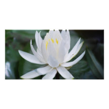 Lotus or waterlily and meaning picture card
