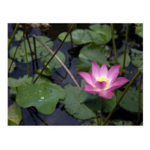 Lotus Post Card
