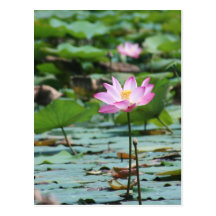 Lotus Postcard