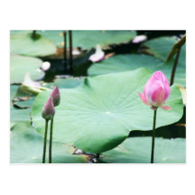 Lotus Postcard