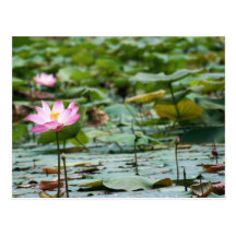 Lotus Postcards
