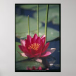 lotus posters