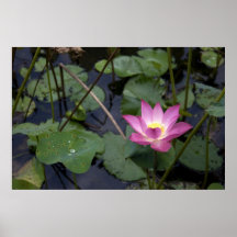 Lotus Posters