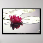 lotus  posters