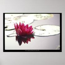 lotus  poster