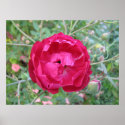 Louis Phillipe Rose posters