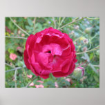 Louis Phillipe Rose Print