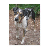 Louisiana Leopard Dog Postcards