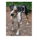 Louisiana Leopard Dog Postcards