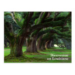 LOUISIANA LIVE OAK TREES POSTCARD