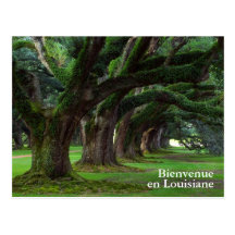 LOUISIANA LIVE OAK TREES POSTCARD